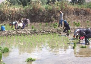 ممنوعیت کشت محصولات کشاورزی در یکی از پرآب ترین استان های کشور ؛ کشاورزان لرستانی برای کشت برنج به آب نیاز دارند یا مجوز