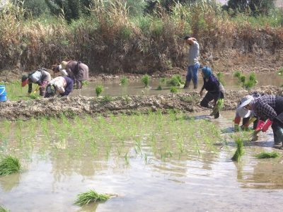 ممنوعیت کشت محصولات کشاورزی در یکی از پرآب ترین استان های کشور ؛ کشاورزان لرستانی برای کشت برنج به آب نیاز دارند یا مجوز