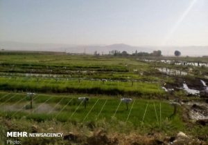 کشت محصولات آبدوست در لرستان ممنوع شد