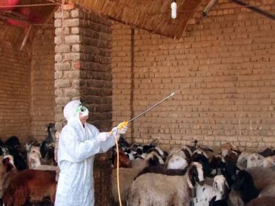 هشدار دامپزشکی لرستان در خصوص احتمال شیوع تب کریمه کنگو