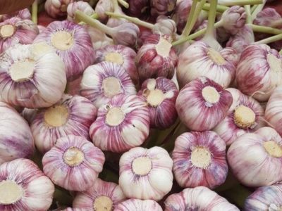 ۴هزار تن سیر در لرستان برداشت شد
