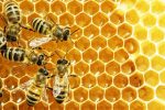 آغاز طرح پایش عسل در لرستان