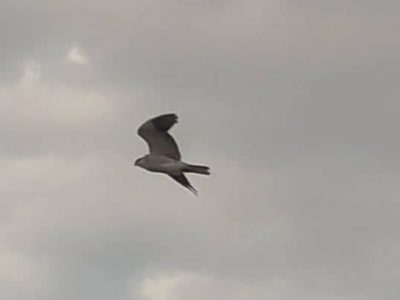 یک رکورد جدید دیگر در پراکنش حیات وحش استان لرستان به ثبت رسید