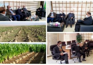 برداشت ۴۵۰ هزار تن چغندرقند در استان لرستان