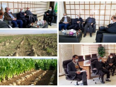 برداشت ۴۵۰ هزار تن چغندرقند در استان لرستان