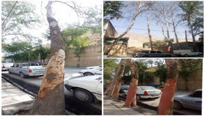 فرهنگ؛ حلقه‌ی مفقوده توسعه؛