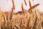 خرید تضمینی ۲۲۰هزارتن گندم مازاد بر نیاز کشاورزان در لرستان