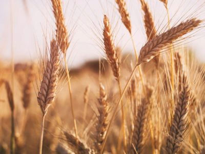 خرید تضمینی ۲۲۰هزارتن گندم مازاد بر نیاز کشاورزان در لرستان