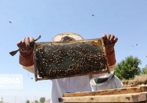 تولید سالانه ۷۵۰ تن عسل در روستای «کفراج» دلفان