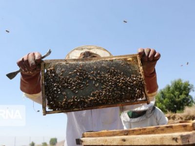 تولید سالانه ۷۵۰ تن عسل در روستای «کفراج» دلفان