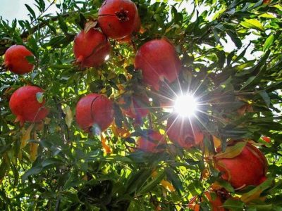 جشنواره انار لرستان در منطقه تنگه سیاب برگزار شد