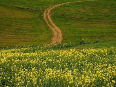 کشت بیش از ۱۰ هزار هکتار دانه‌های روغنی در لرستان