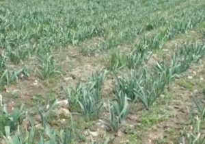 کشت ۶۰ هکتار موسیر در بخش زاغه لرستان