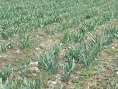 کشت ۶۰ هکتار موسیر در بخش زاغه لرستان