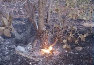 یکی از عوامل آتش‌سوزی جنگل‌های خرم‌آباد دستگیر شد
