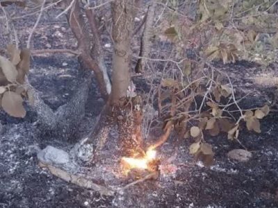 یکی از عوامل آتش‌سوزی جنگل‌های خرم‌آباد دستگیر شد
