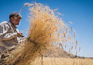 خرید گندم مازاد بر نیاز کشاورزان از مرز ۴۰۰ هزار تن گذشت
