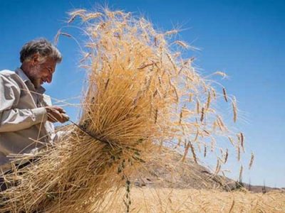 خرید گندم مازاد بر نیاز کشاورزان از مرز ۴۰۰ هزار تن گذشت