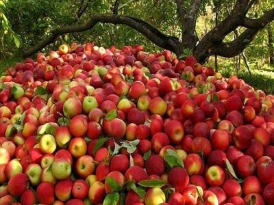سالانه ۴۸ هزار تن سیب در بروجرد برداشت می‌شود