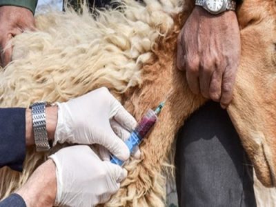 واکسیناسیون ۵۰۰ هزار رأس دام در لرستان علیه بیماری آبله وطاعون