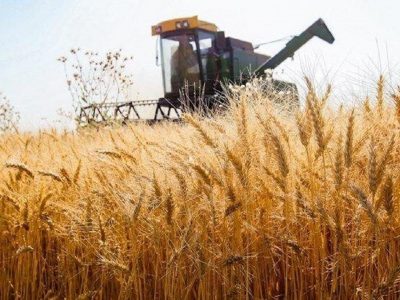 رتبه هفتم لرستان در خرید تضمینی گندم