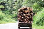 کشف چوب قاچاق در بروجرد