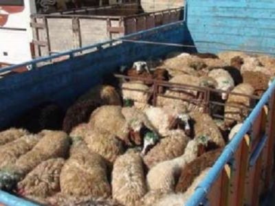 توقیف کامیون حامل احشام قاچاق میلیاردی در خرم آباد