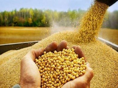 کشف بیش از ۱۲ تن نهاده دامی قاچاق در لرستان