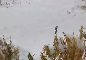 قطع راه ارتباطی ۹۰ روستای الیگودرز در پی بارش برف