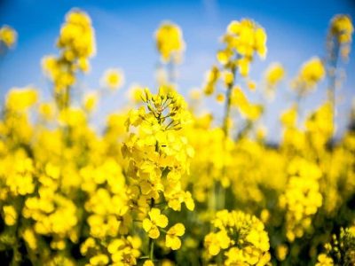 افزایش ۱۵۰ درصدی خرید تضمینی کلزا از کشاورزان لرستانی