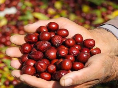لرستان دومین تولید کننده عناب در کشور