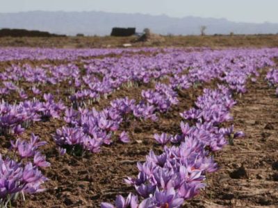 آغاز برداشت زعفران در بروجرد