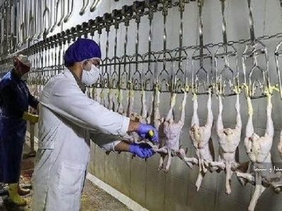 افزایش ۲۰ هزار تنی تولید گوشت مرغ در لرستان