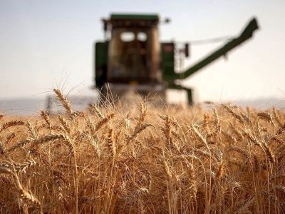 تولید ۵۴۰ هزار تن گندم در لرستان