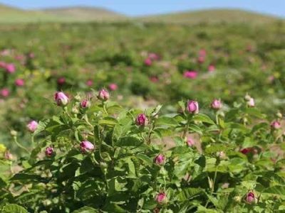 لرستان پایتخت گیاهان دارویی می شود