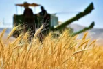 خرید تضمینی گندم در پلدختر از مرز ۳ هزار تن عبور کرد