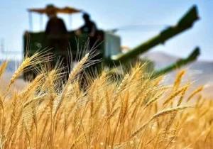 خرید تضمینی گندم در پلدختر از مرز ۳ هزار تن عبور کرد