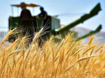خرید تضمینی گندم در پلدختر از مرز ۳ هزار تن عبور کرد