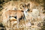 شش ماه حبس برای شکارچی غیرمجاز یک رأس بز کوهی در چگنی