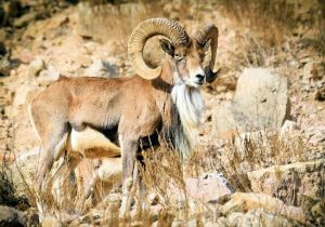 شش ماه حبس برای شکارچی غیرمجاز یک رأس بز کوهی در چگنی
