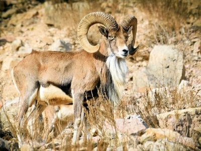 شش ماه حبس برای شکارچی غیرمجاز یک رأس بز کوهی در چگنی