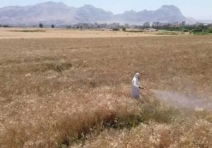 مبارزه با آفت سِن در ۱۳۳ هزار هکتار از مزارع لرستان