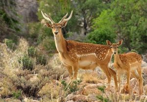وجود ۴۰۰ گونه جانوری در لرستان