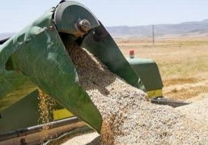 خرید ۱۴۰ هزار تن گندم از کشاورزان لرستانی