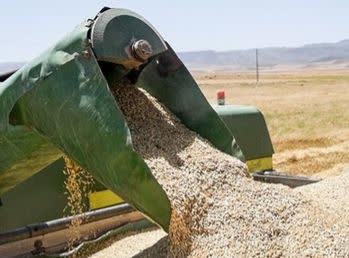 خرید ۱۴۰ هزار تن گندم از کشاورزان لرستانی
