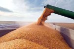 خرید ۱۷۰ هزار تن گندم از کشاورزان لرستانی