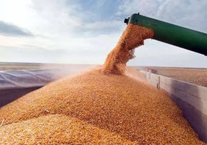 خرید ۱۷۰ هزار تن گندم از کشاورزان لرستانی