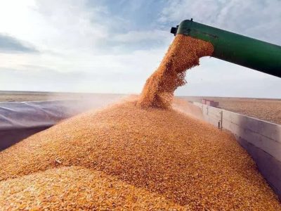 خرید ۱۷۰ هزار تن گندم از کشاورزان لرستانی