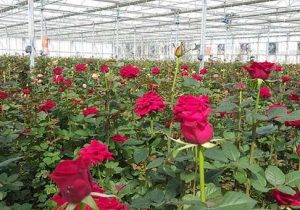 افتتاح گلخانه گل رز در ازنا