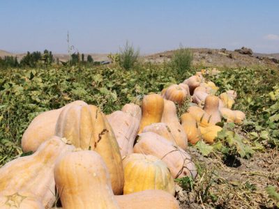 برداشت ۱۰ هزار تن کدو از مزارع بروجرد